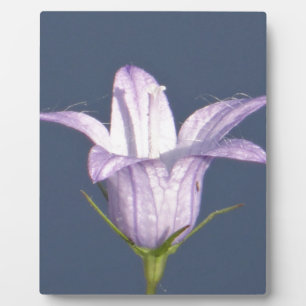 Mooie blauwe klokbloem fotoplaat