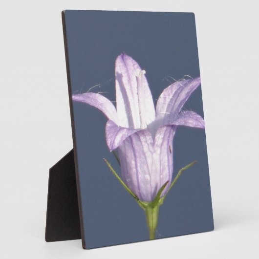 Mooie blauwe klokbloem fotoplaat (Zijkant)
