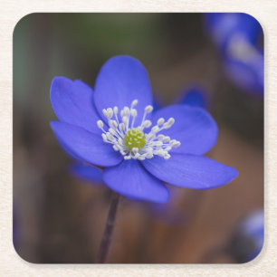 Mooie Blauwe Levermossen Bloem Kartonnen Onderzetters