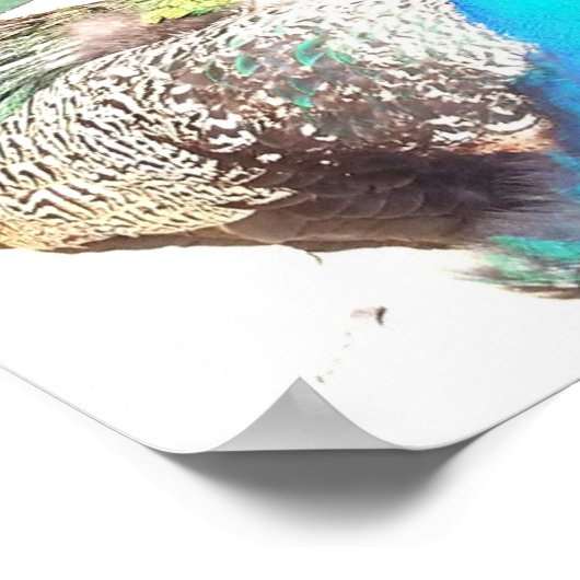 Mooie blauwe mannetje poster (Hoek)