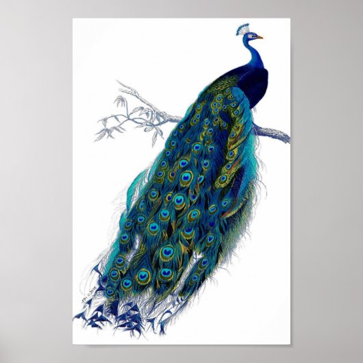 Mooie blauwe Natuur van de vogelstaart Poster (Voorkant)