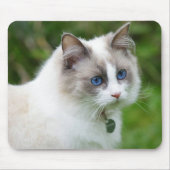 Mooie Blauwe Ogen Kitten Muismat (Voorkant)