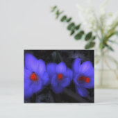 Mooie blauwe Paarse Crocus Blooms Briefkaart (Staand voorkant)