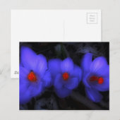 Mooie blauwe Paarse Crocus Blooms Briefkaart (Voorkant / Achterkant)