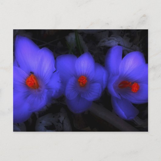 Mooie blauwe Paarse Crocus Blooms Briefkaart (Voorkant)