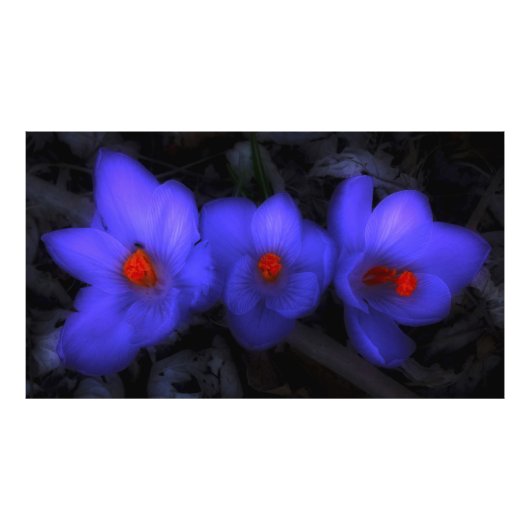 Mooie blauwe Paarse Crocus Blooms Foto Afdruk (Voorkant)