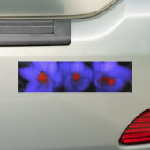 Mooie blauwe paarse krokus bloeit bumpersticker (Op auto)