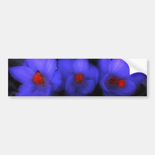 Mooie blauwe paarse krokus bloeit bumpersticker