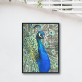 Mooie blauwe pacock foto afdruk