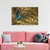 Mooie blauwe pacock met open staartopperen canvas afdruk (Insitu (Woonkamer))