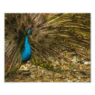 Mooie blauwe pacock met open staartopperen foto afdruk