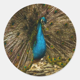 Mooie blauwe pacock met open staartopperen ronde sticker