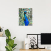 Mooie Blauwe Pauw Fotografisch Poster (Thuiskantoor)