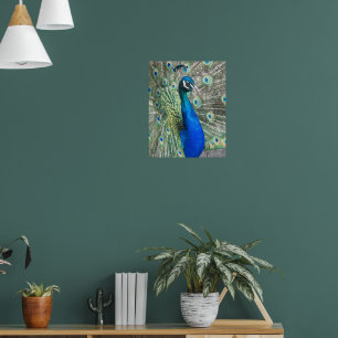 Mooie Blauwe Pauw Fotografisch Poster