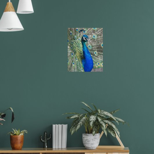 Mooie Blauwe Pauw Fotografisch Poster (Woonkamer 1)