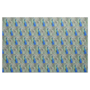 Mooie blauwe pauwenveren stof