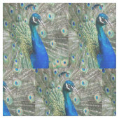 Mooie blauwe pauwenveren stof (Close Up)