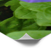 Mooie Blauwe Petunia Print (Hoek)