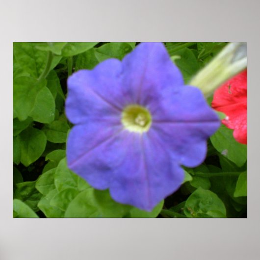 Mooie Blauwe Petunia Print (Voorkant)