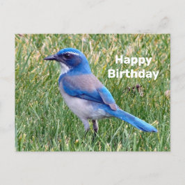 Mooie Blauwe Scrub Jay Vogel Foto Verjaardag Briefkaart