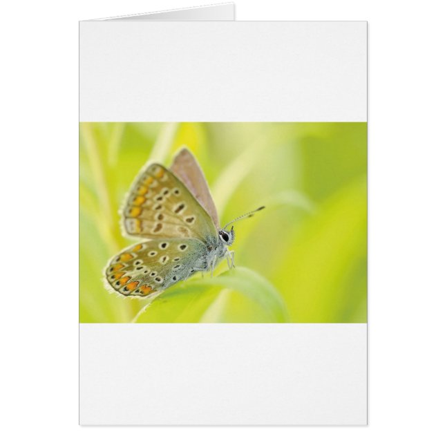 Mooie blauwe vlinder (Voorkant)