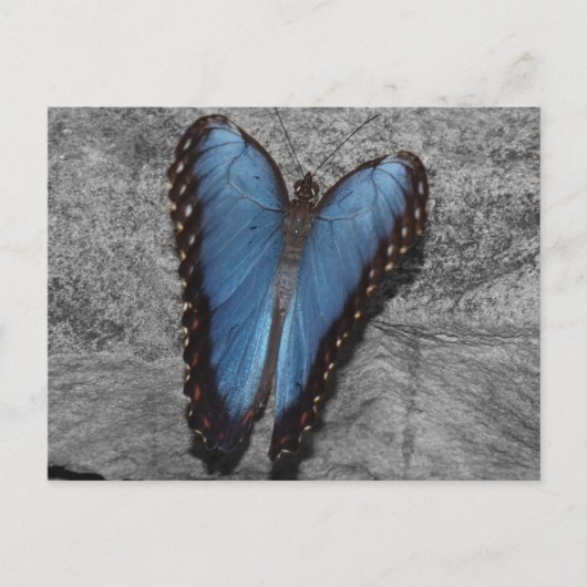 Mooie blauwe vlinder briefkaart (Voorkant)