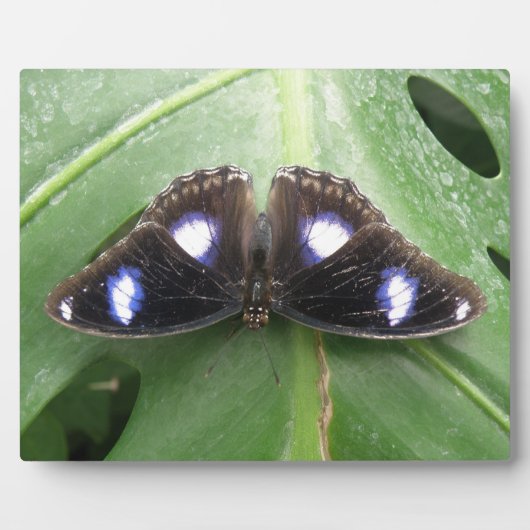 Mooie blauwe vlinder fotoplaat (Voorkant)
