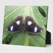 Mooie blauwe vlinder fotoplaat (Zijkant)