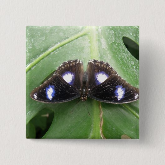 Mooie blauwe vlinderButton Vierkante Button 5,1 Cm (Voorkant)