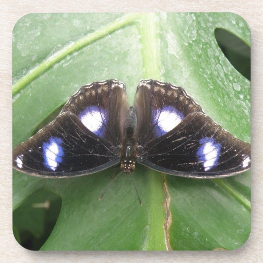Mooie blauwe vlinderkurk Onderzetters (Voorkant)