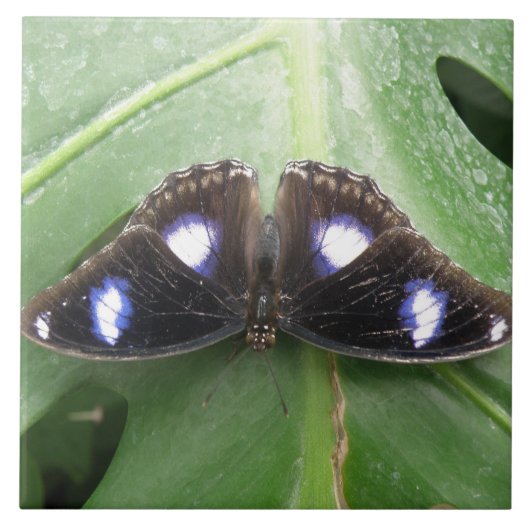 Mooie blauwe vlindertapijten tegeltje (Voorkant)