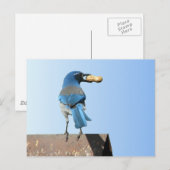Mooie blauwvogel briefkaart (Voorkant / Achterkant)