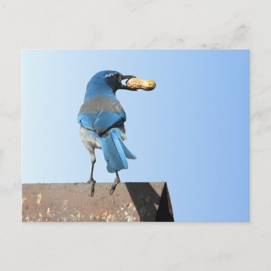 Mooie blauwvogel briefkaart (Voorkant)