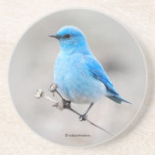 Mooie blauwvogel van de Berg aan de strand Zandsteen Onderzetter (Voorkant)