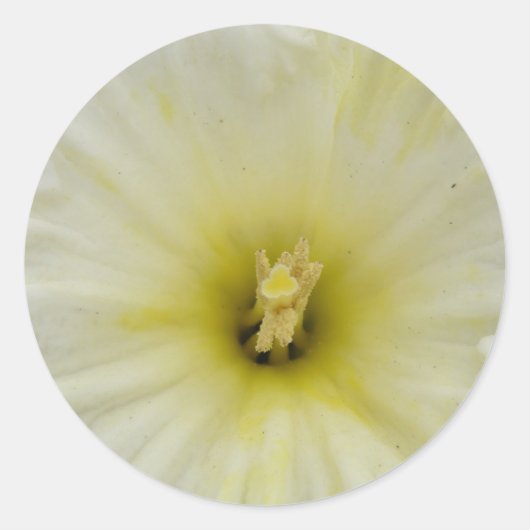Mooie Bleke Narcis Sticker (Voorkant)