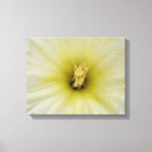 Mooie Bleke Narcissen Canvasprint Canvas Afdruk