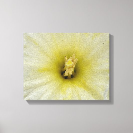 Mooie Bleke Narcissen Canvasprint Canvas Afdruk (Voorkant)