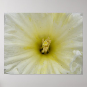 Mooie Bleke Narcissenprint Poster