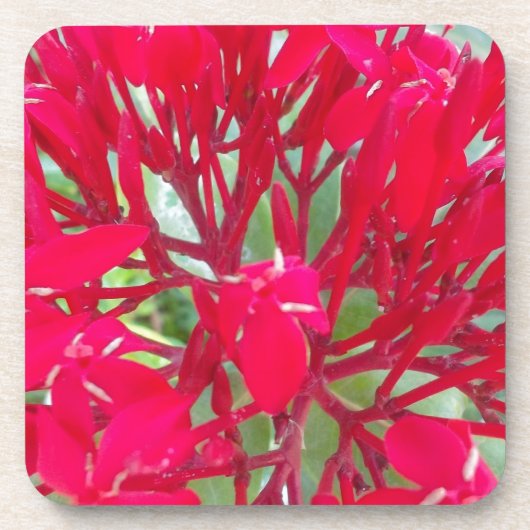 Mooie Bloedbloem Milkweed Art Print/Graphic Bier Onderzetter (Voorkant)