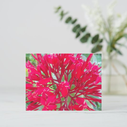 Mooie Bloedbloem Milkweed Art Print/Graphic Briefkaart (Staand voorkant)