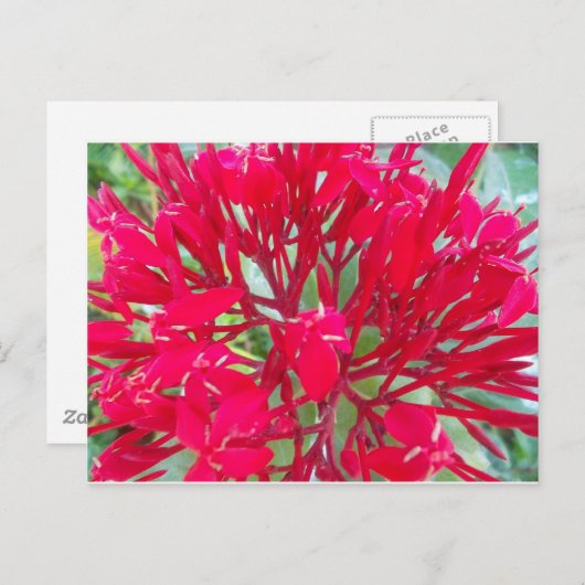 Mooie Bloedbloem Milkweed Art Print/Graphic Briefkaart (Voorkant / Achterkant)