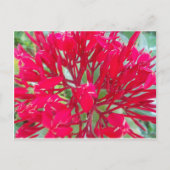 Mooie Bloedbloem Milkweed Art Print/Graphic Briefkaart (Voorkant)