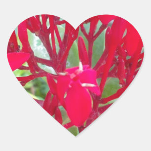 Mooie Bloedbloem Milkweed Art Print/Graphic Hart Sticker