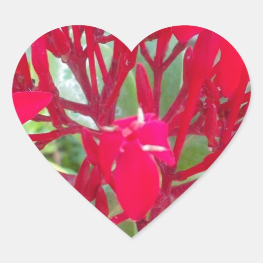 Mooie Bloedbloem Milkweed Art Print/Graphic Hart Sticker (Voorkant)