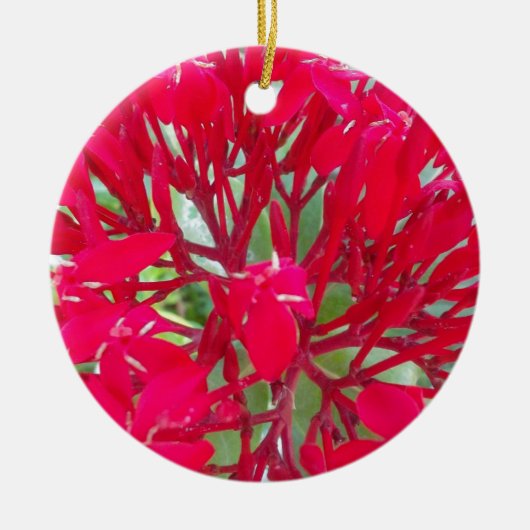 Mooie Bloedbloem Milkweed Art Print/Graphic Keramisch Ornament (Voorkant)