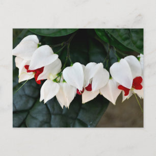 Mooie Bloedende Harten bloemen Briefkaart