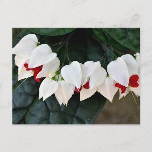 Mooie Bloedende Harten bloemen Briefkaart (Voorkant)