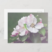 Mooie bloeiende appelboom Briefkaart (Voorkant / Achterkant)
