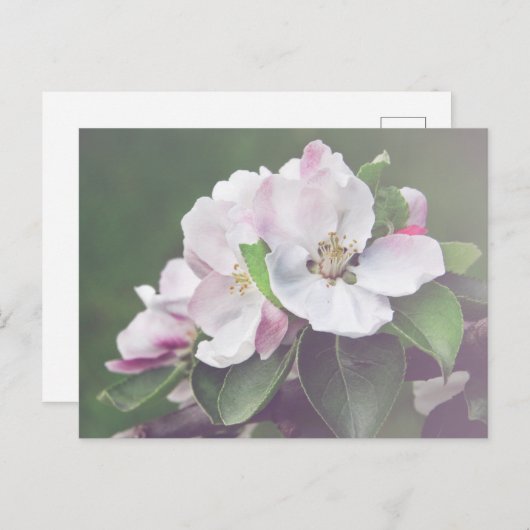 Mooie bloeiende appelboom Briefkaart (Voorkant / Achterkant)
