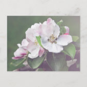 Mooie bloeiende appelboom Briefkaart (Voorkant)